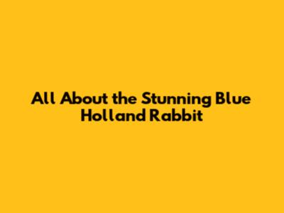 All About the Stunning Blue Holland Rabbit