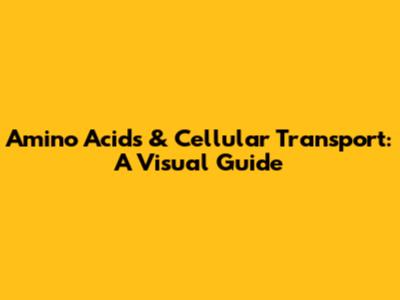 Amino Acids & Cellular Transport: A Visual Guide