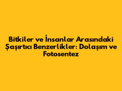 Bitkiler ve İnsanlar Arasındaki Şaşırtıcı Benzerlikler: Dolaşım ve Fotosentez