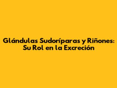 Glándulas Sudoríparas y Riñones: Su Rol en la Excreción