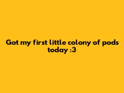 Got my first little colony of pods today :3