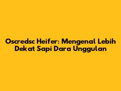 Oscredsc Heifer: Mengenal Lebih Dekat Sapi Dara Unggulan