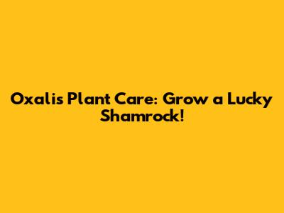 Oxalis Plant Care: Grow a Lucky Shamrock!