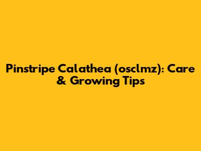 Pinstripe Calathea (osclmz): Care & Growing Tips