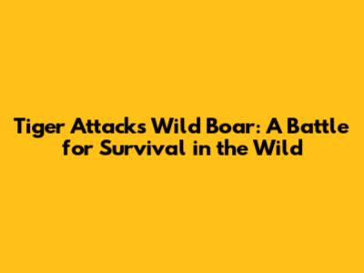 Tiger Attacks Wild Boar: A Battle for Survival in the Wild