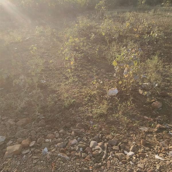 Residential Plot for Sale in Rajiv Colony, Mandla