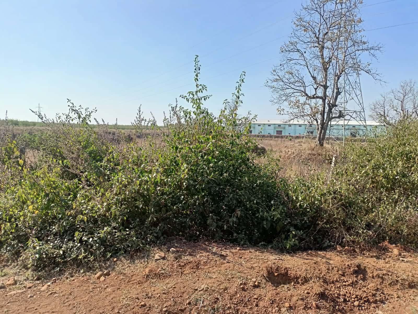 3 Acre Land for Sale on Mugli Road, Mandla – Ideal for Warehouse, Poultry Farm, or Meal Setup