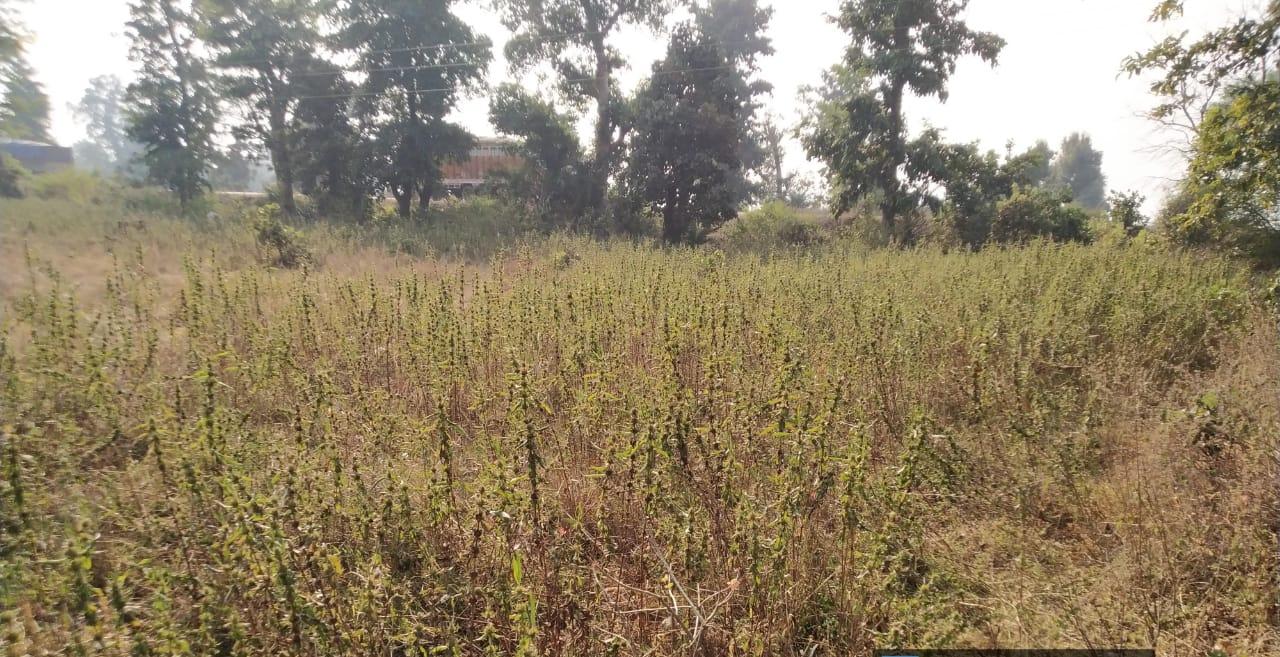 Highway Front Agricultural Land for Sale in Phulsagar, Mandla – ₹2 Crore/Acre