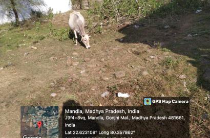 1500 Sqft Plot for Sale in Rajiv Colony, Devdara, Mandla – Peaceful & Well-Connected Location!