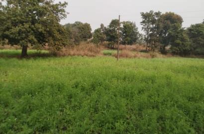 5 Acre Agriculture Land for Sale in Rasaiyadona, Barbaspur, Dindori Road, Mandla – Only ₹15 Lakh!