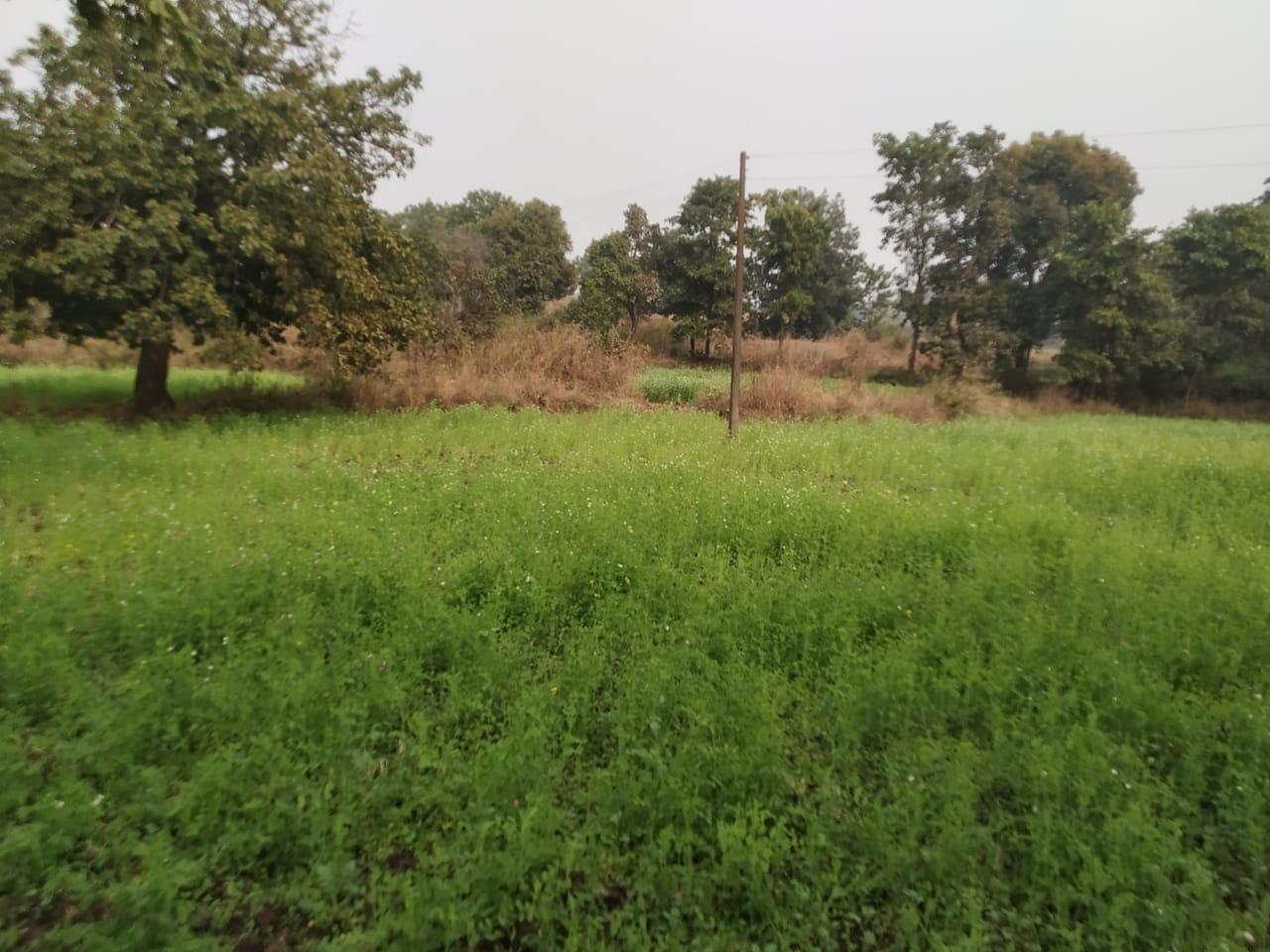 5 Acre Agriculture Land for Sale in Rasaiyadona, Barbaspur, Dindori Road, Mandla – Only ₹15 Lakh!