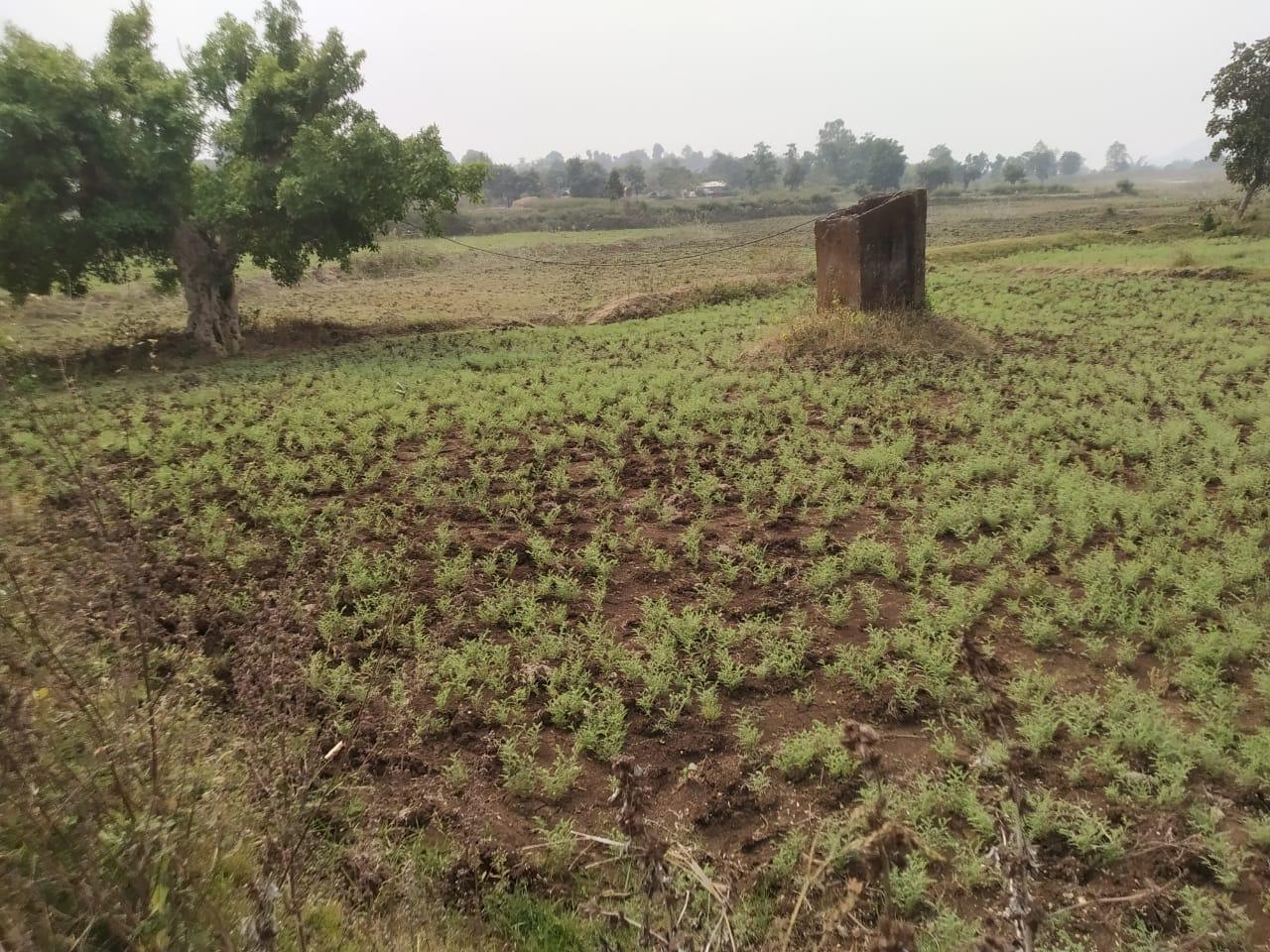 5 Acre Agriculture Land for Sale in Rasaiyadona, Barbaspur, Dindori Road, Mandla – Only ₹15 Lakh!