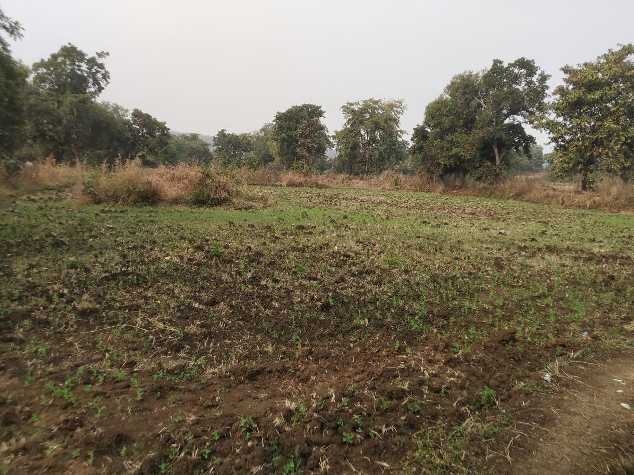 5 Acre Agriculture Land for Sale in Rasaiyadona, Barbaspur, Dindori Road, Mandla – Only ₹15 Lakh!